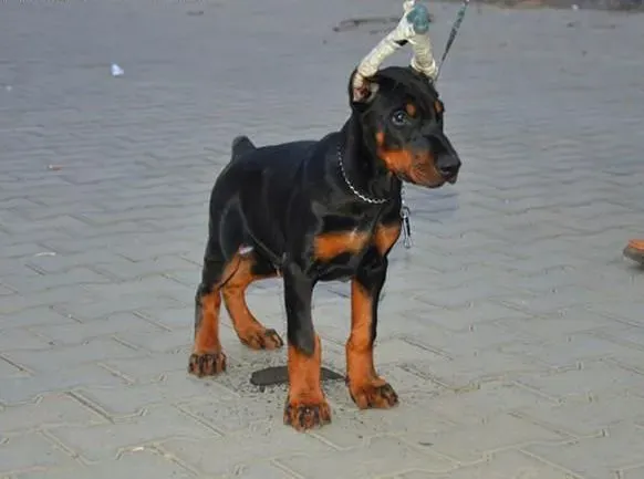杜宾犬|如何表达你对杜宾犬最无私的爱
