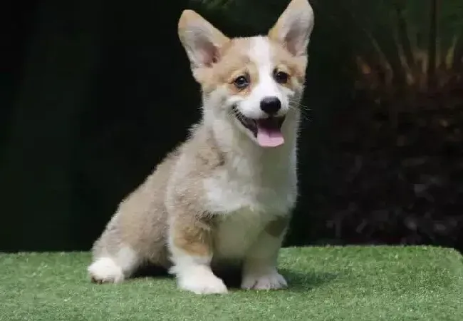 柯基犬|柯基犬打疫苗后眼睛发红鼻子干 正常么
