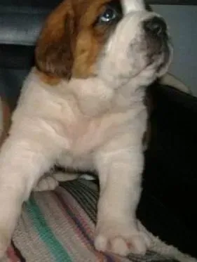 圣伯纳犬|什么时期的圣伯纳犬需要补钙
