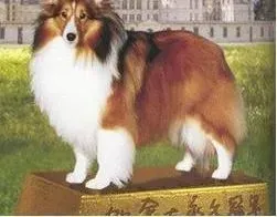 喜乐蒂|怎样让喜乐蒂犬的皮毛柔顺不打结