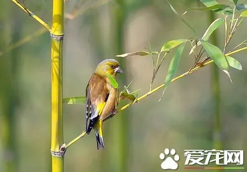 金翅雀繁殖 繁殖期集中在每年的3到8月 | 金翅雀