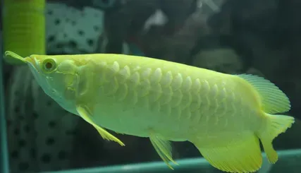 龙鱼鳞片发黑怎么办 维持水质PH的稳定 | 龙鱼