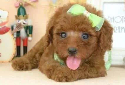 贵宾犬|给贵宾犬梳理毛发时应该按照什么顺序进行