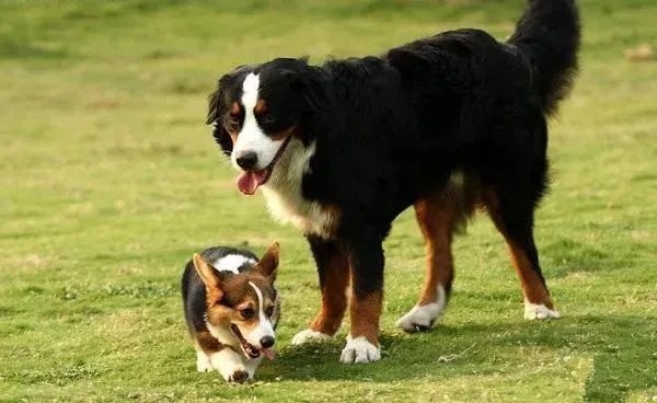 伯恩山犬|训练伯恩山犬时要注意到一些细节问题