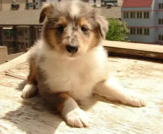 苏格兰牧羊犬|苏格兰牧羊犬不怎么听话，如何是好
