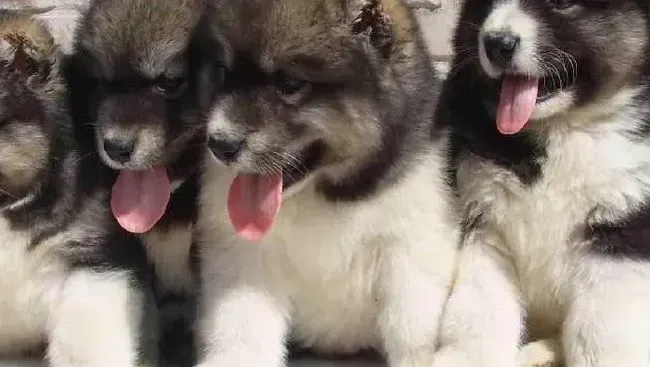 高加索犬|为高加索犬选择玩具要谨遵三点“黄金法则”