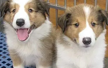 苏格兰牧羊犬|苏格兰牧羊犬出现咳嗽症状应该怎么办