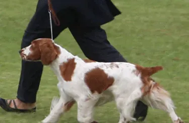 威尔斯激飞猎犬怎么训练 动作训练技巧 | 威尔斯激飞猎犬