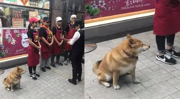 店长柴买鲁肉饭 不用考察人家开会啦! | 狗