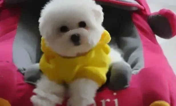 比熊犬|家庭小护士之比熊犬受伤后应如何处理