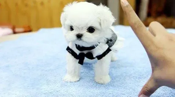 马尔济斯|马尔济斯犬身上长没脓的黄包是什么东西
