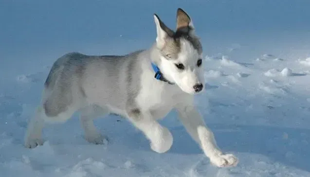 阿拉斯加犬|阿拉斯加雪橇犬可以使用的外用药品都有哪些