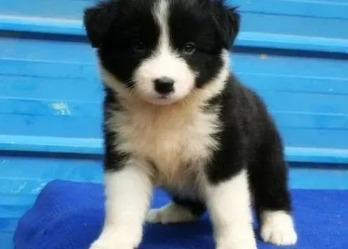 边境牧羊犬|如何才能养出一只无比健康的边境牧羊犬