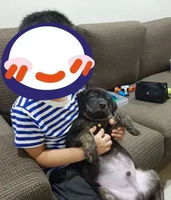 汪在妈咪怀中翻肚脚开开 开心到忘记收舌头 | 狗