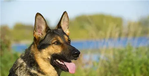 德国牧羊犬喂养技巧 蛋白质必须保持充足 | 德国牧羊犬