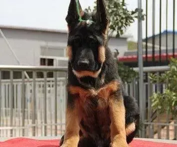 德国牧羊犬|关于德国牧羊犬专业的美容护理知识