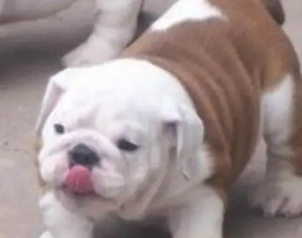 英国斗牛犬|饮食新规律 如何喂养斗牛犬才是最健康的