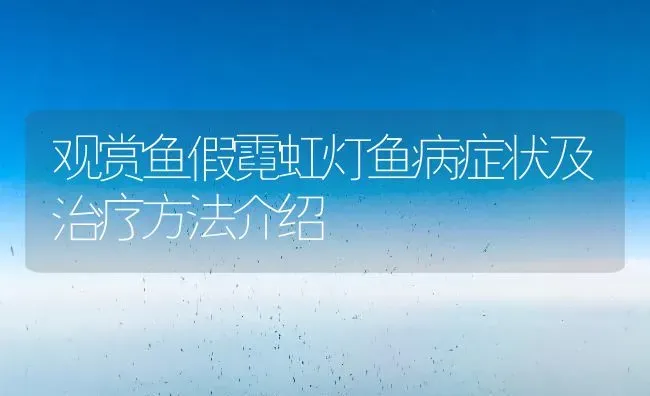 观赏鱼假霓虹灯鱼病症状及治疗方法介绍 | 宠物病虫害防治