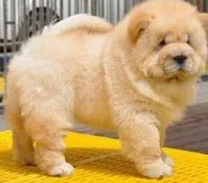 松狮犬|为什么我家松狮犬总喜欢在鞋子上睡觉