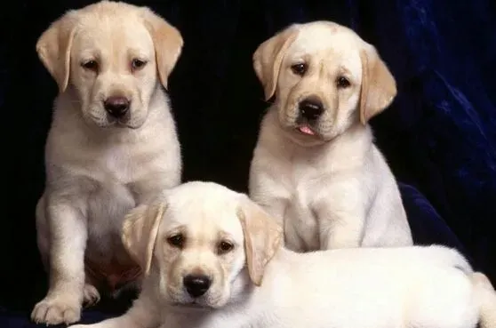 狗什么时候可以配 狗狗配种的注意事项 | 狗