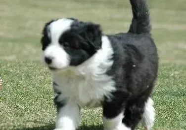 边境牧羊犬|边境牧羊犬最近总流口水是什么问题