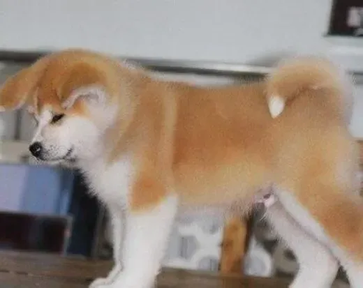 秋田犬|怎样给秋田犬做好毛发的修剪美化工作