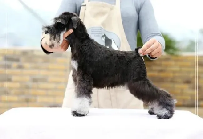 雪纳瑞|剃光毛发的雪纳瑞容易患上的疾病有哪些