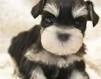 雪纳瑞|雪纳瑞幼犬的饲养原则介绍