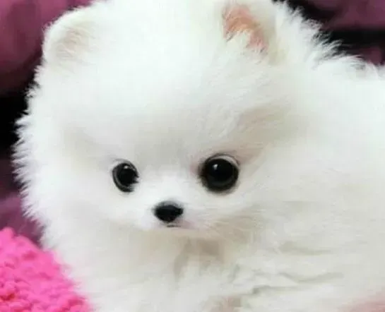 博美犬|两个月的博美犬又拉又吐，麻烦专家指教