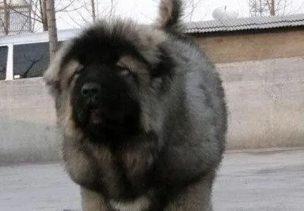 高加索犬|高加索犬上吐下泻应该怎么办