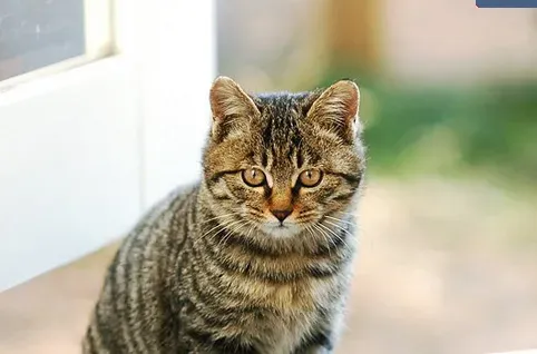 猫咪品种大全 什么是猫咪的斑点色系 | 猫