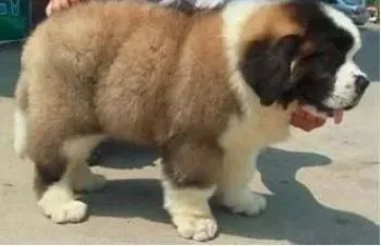 圣伯纳犬|怎样让圣伯纳犬学会握手与站立