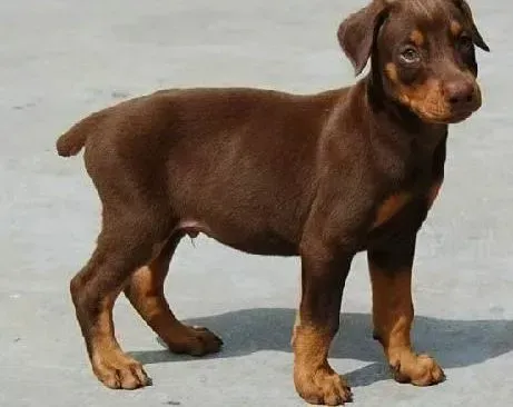 杜宾犬|制止杜宾犬幼犬半夜无理吵闹的妙招