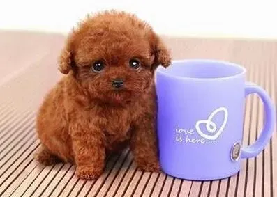 泰迪犬|养泰迪前的准备工作—皇家狗粮不可少