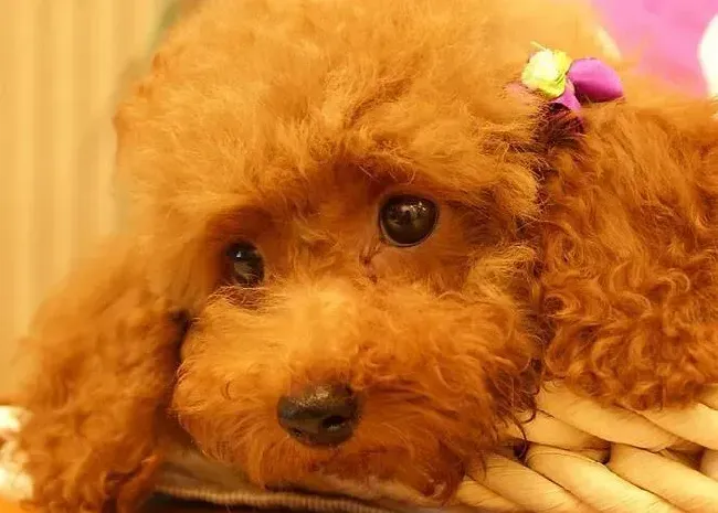 贵宾犬|繁衍生息 贵宾犬配种期间应注意哪五个要点