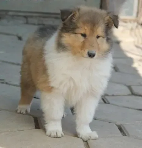 苏格兰牧羊犬|为什么不能给苏格兰牧羊犬长期食用零食