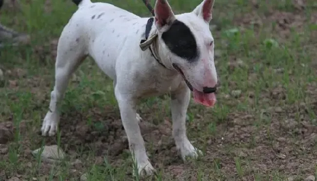 牛头梗|如何清理牛头梗犬的肛门腺