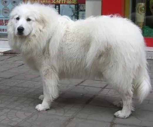 大白熊犬|大白熊犬有必要吃发育宝和钙胃能吗 对身体有好处吗