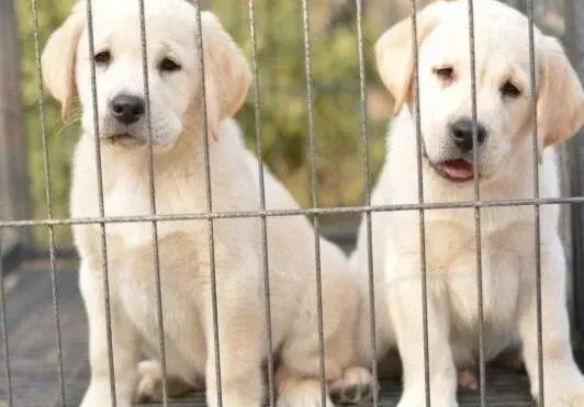 拉布拉多|拉布拉多犬日常锻炼的方法你了解多少