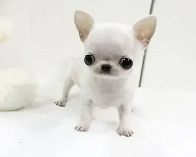 吉娃娃|家庭小帮手 如何正确的给吉娃娃带狗绳