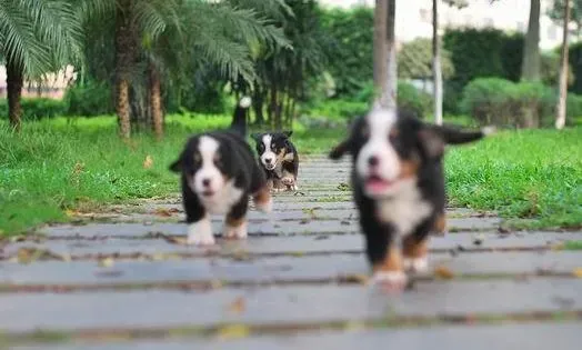 伯恩山犬|伯恩山犬的肚子总是咕咕是肠胃不好吗