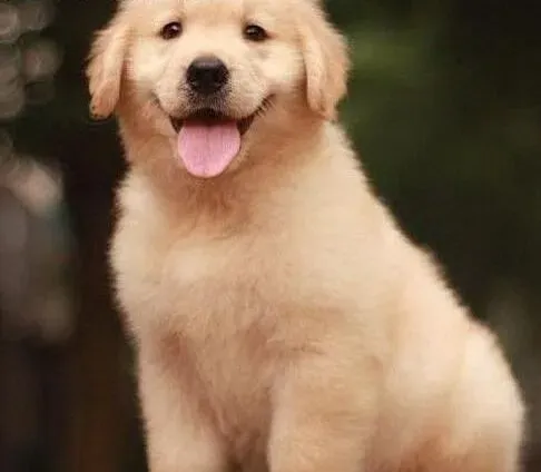金毛|金毛犬好训么？如何正确的训练金毛犬