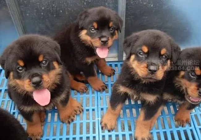 罗威纳犬|如何消灭罗威纳犬的敌人——蜱虫