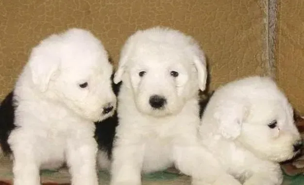 古代牧羊犬|引起古代牧羊犬脱毛的原因与防治措施