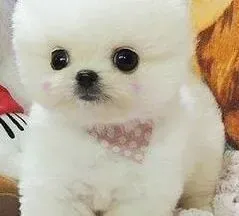 博美犬|指导大家科学饲养博美幼犬