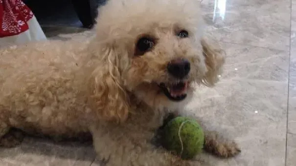 贵宾犬|阻止贵宾犬偷饭的方法 养成贵宾犬良好进食习惯