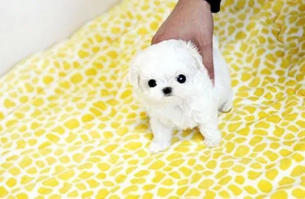 马尔济斯|清洁常识 如何正确给马尔济斯犬洗澡