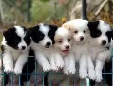 边境牧羊犬|边境牧羊犬极其挑食吐白沫是怎么了