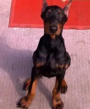 杜宾犬|杜宾狗狗膝关节韧带异位该怎么办