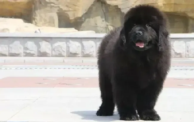 纽芬兰犬|纽芬兰犬细小恢复期嗜睡流绿鼻涕 正常吗